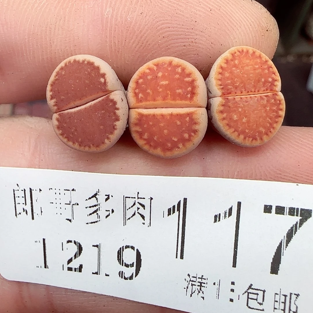 满满18包邮1219-117