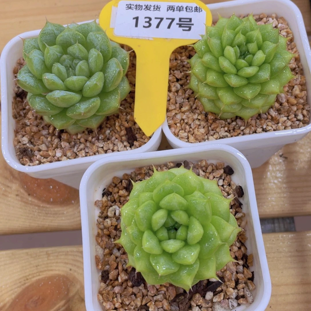 1377号 睫毛绿菩提单头一个