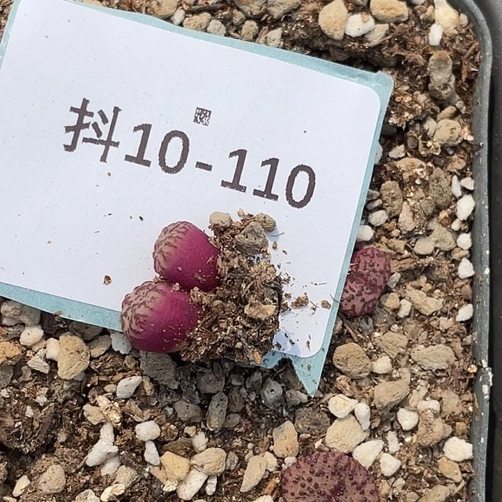 s***n10-110肉锥多肉植物