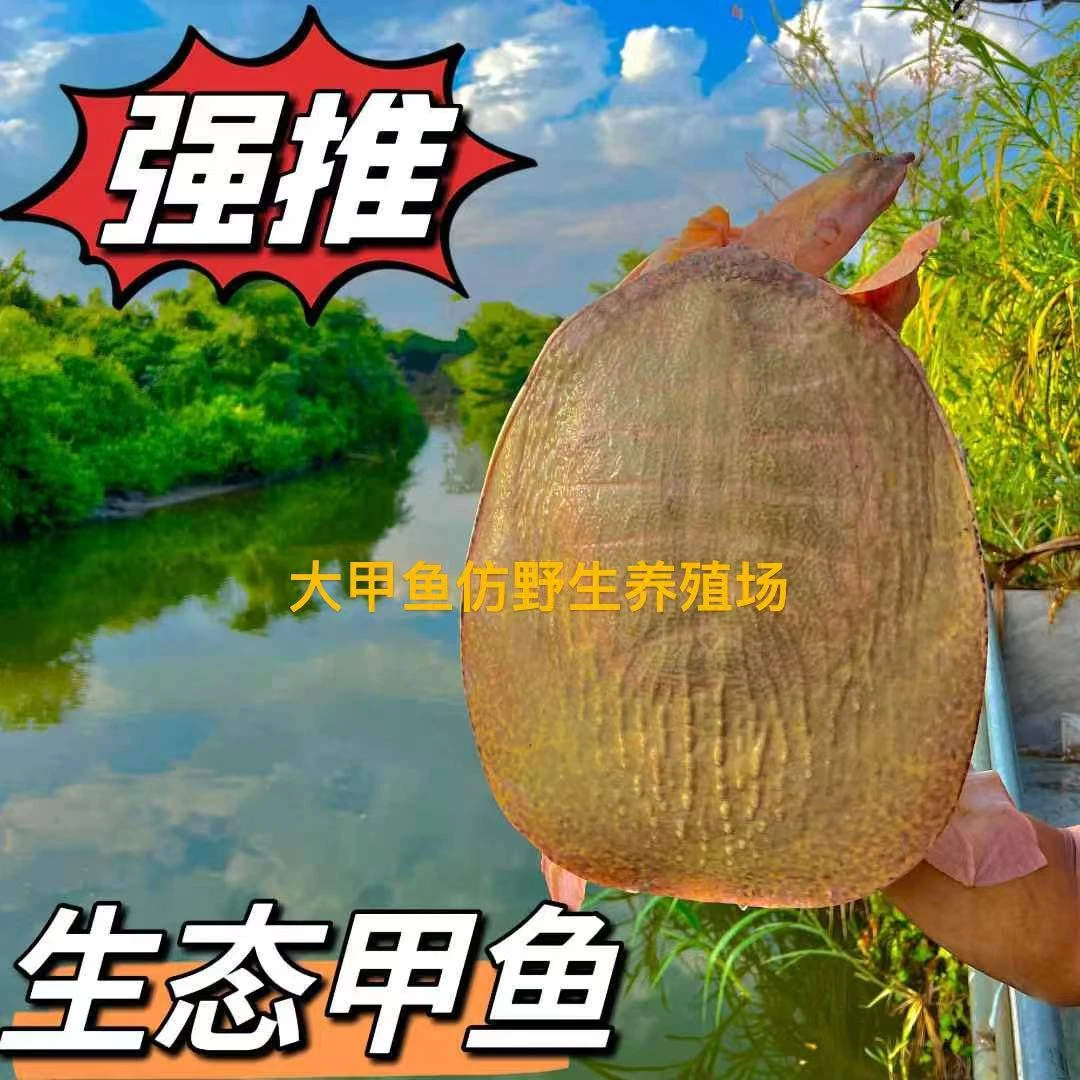 【2-28斤】水库生态公母老甲鱼团鱼山瑞鱼珍珠鱼签收前请验货