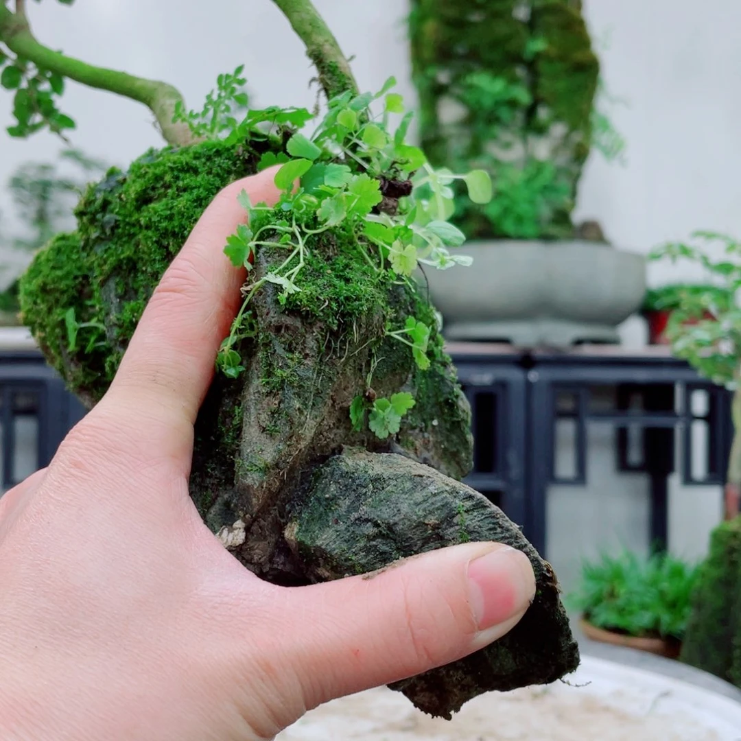 无铅玻璃大*铁线蕨铁线蕨铁线蕨