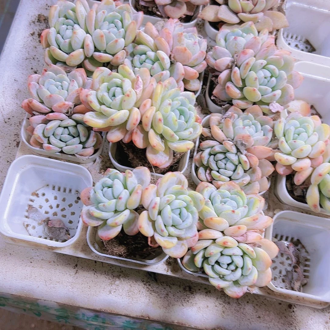 老桩大双头冷香19包邮