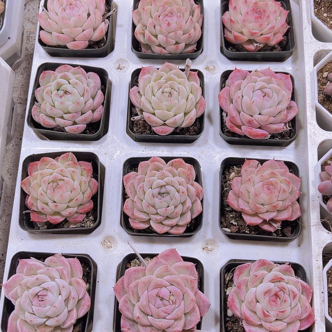 白桃汽水带盆带土19包邮