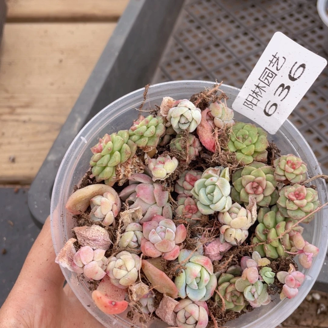 多肉植物多肉植物636