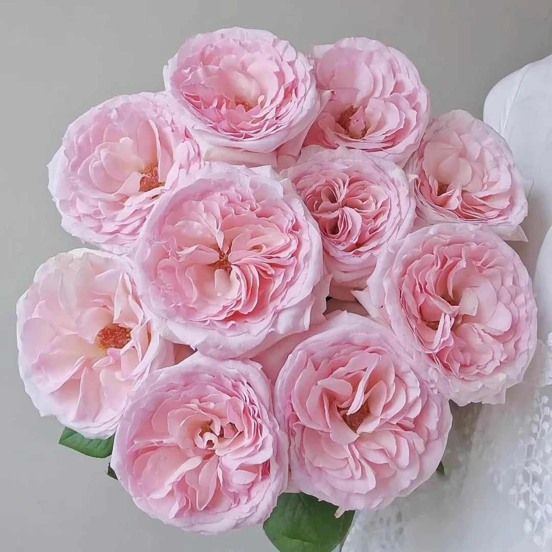 【花之洲】基地自产粉荔枝玫瑰 全场任意两单顺丰包邮