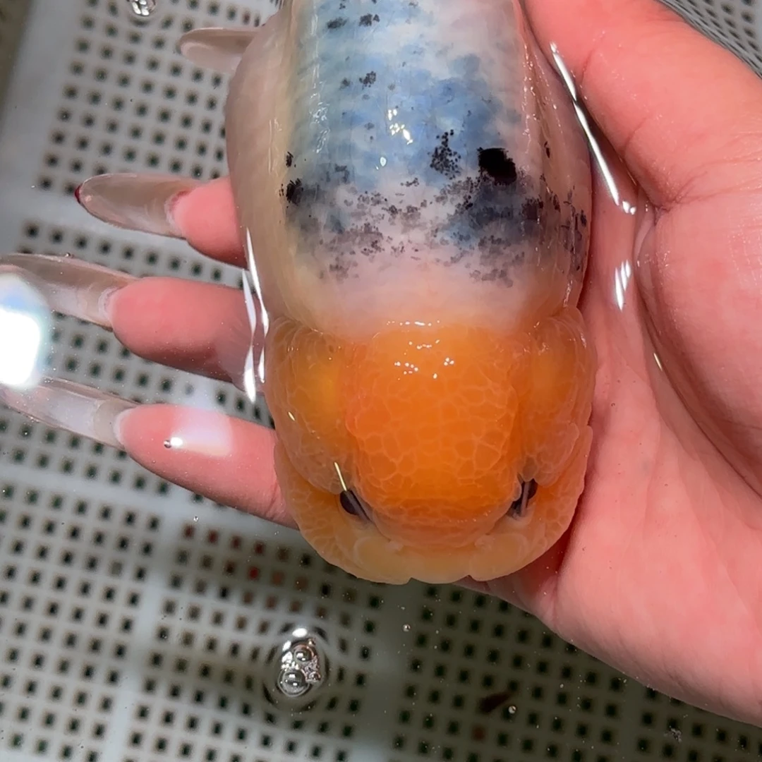 1***1金鱼拍包装包邮不拍包装运费到付