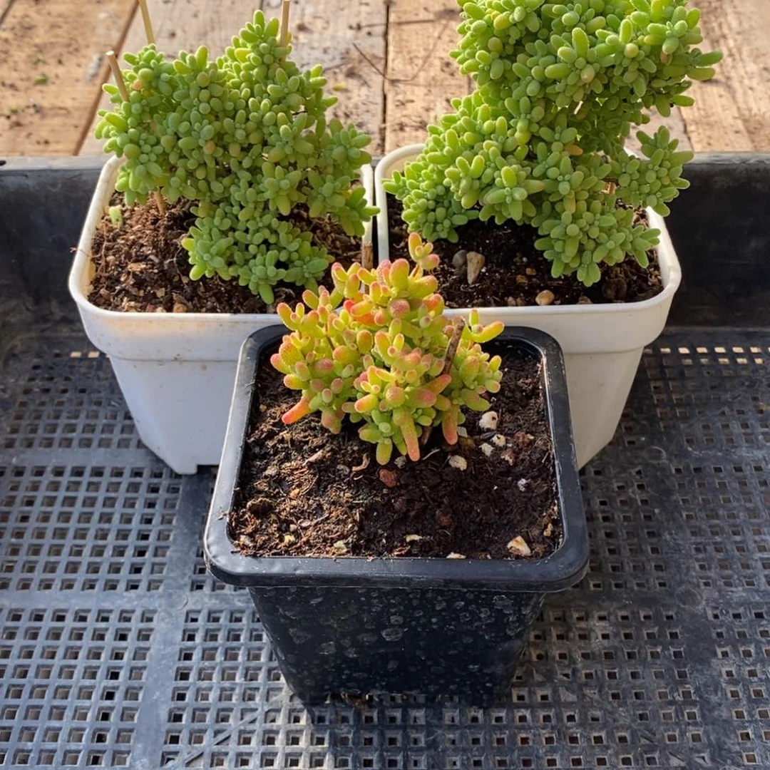 枝干番杏多肉植物995