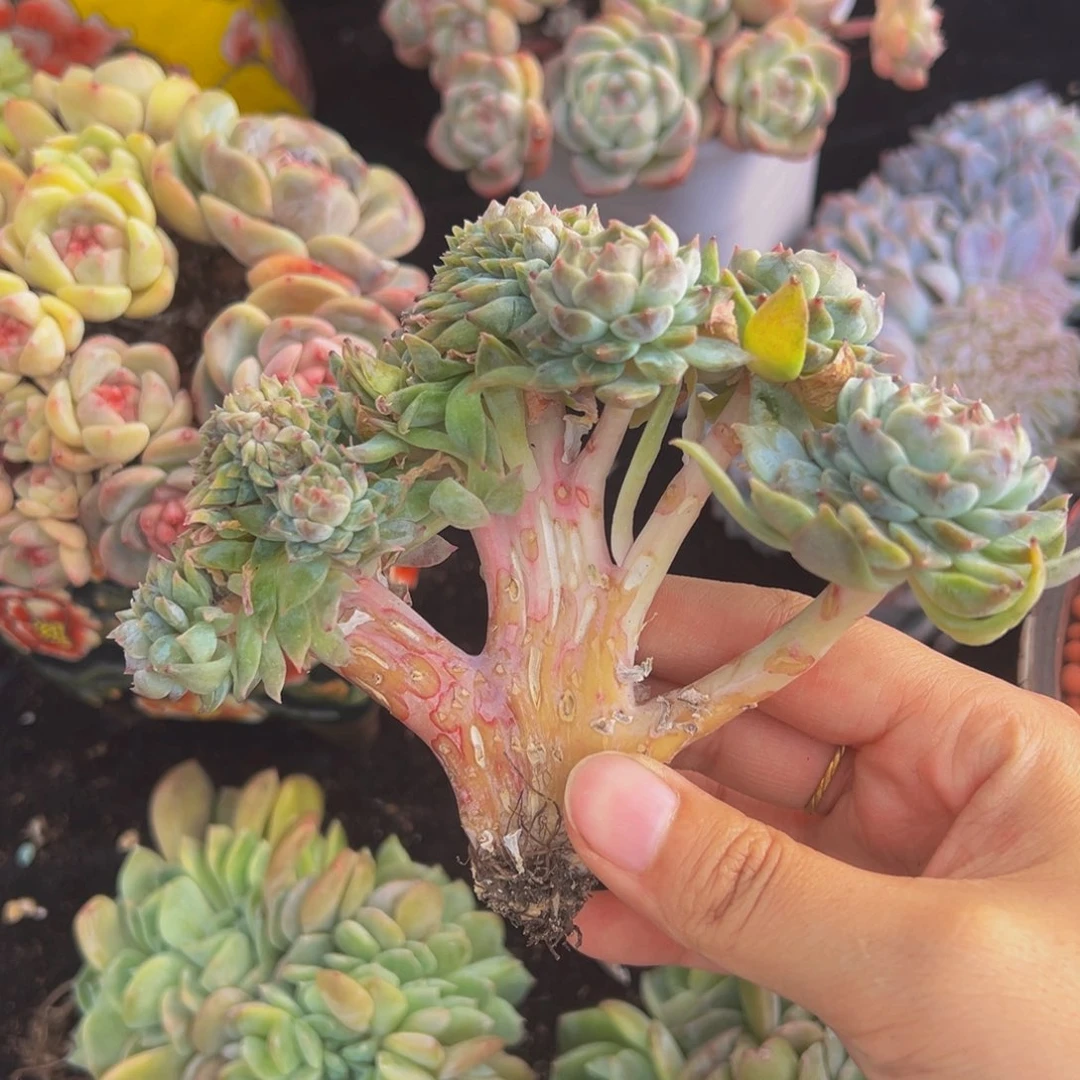 黄粉心冰魄20朵朵缀微瑕