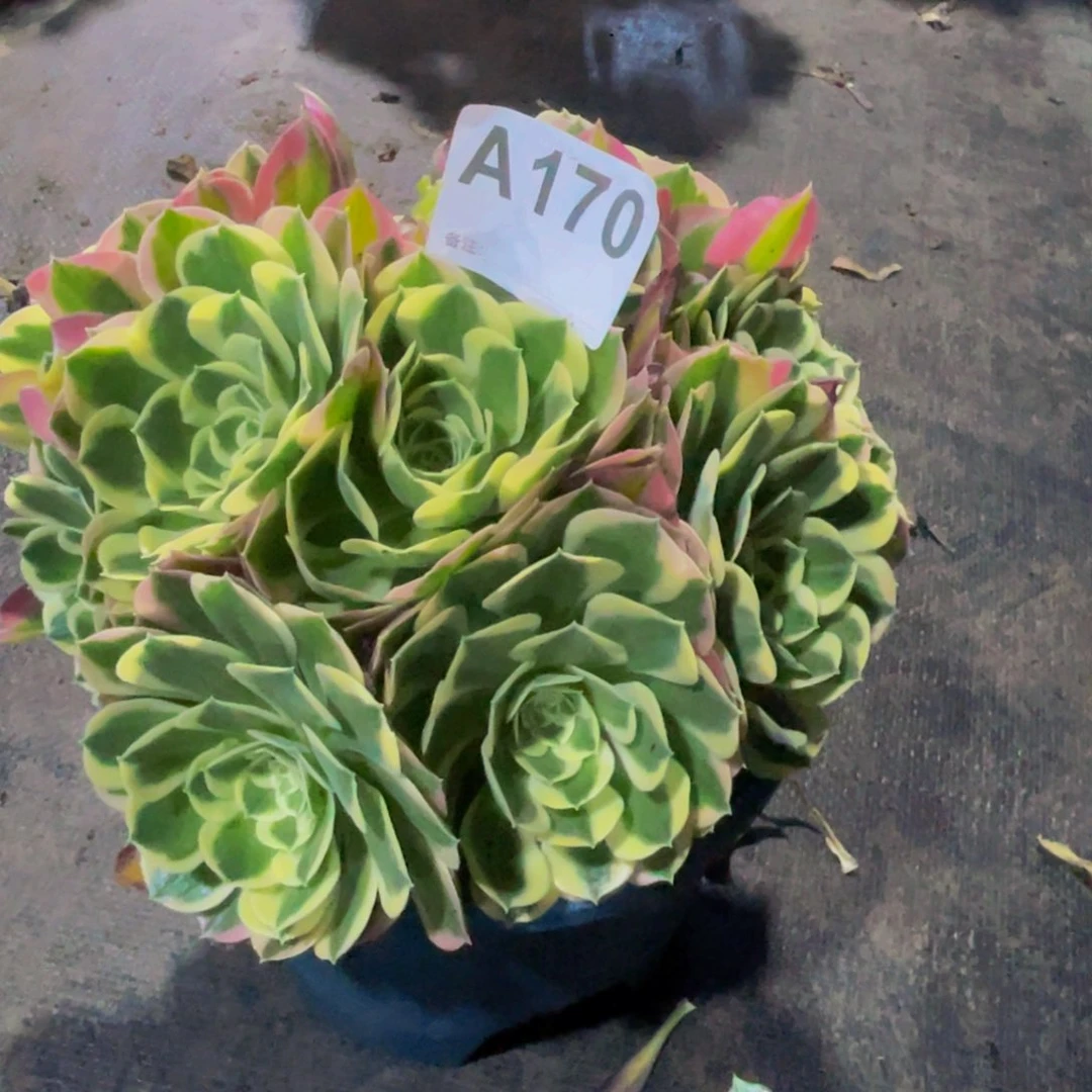 贤**娘白凤170福利出了