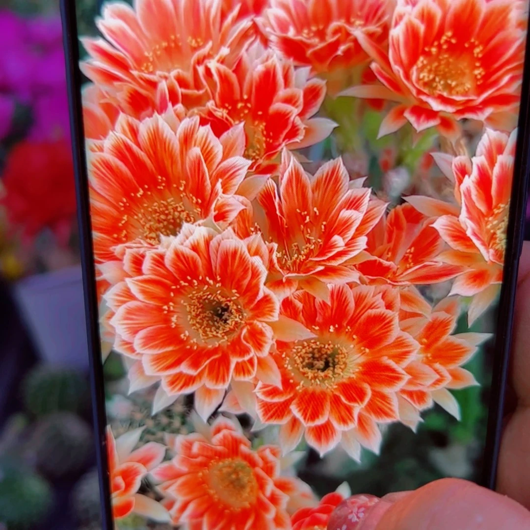 下22丽花貂蝉歪无根侧芽2一3公分左右20包邮