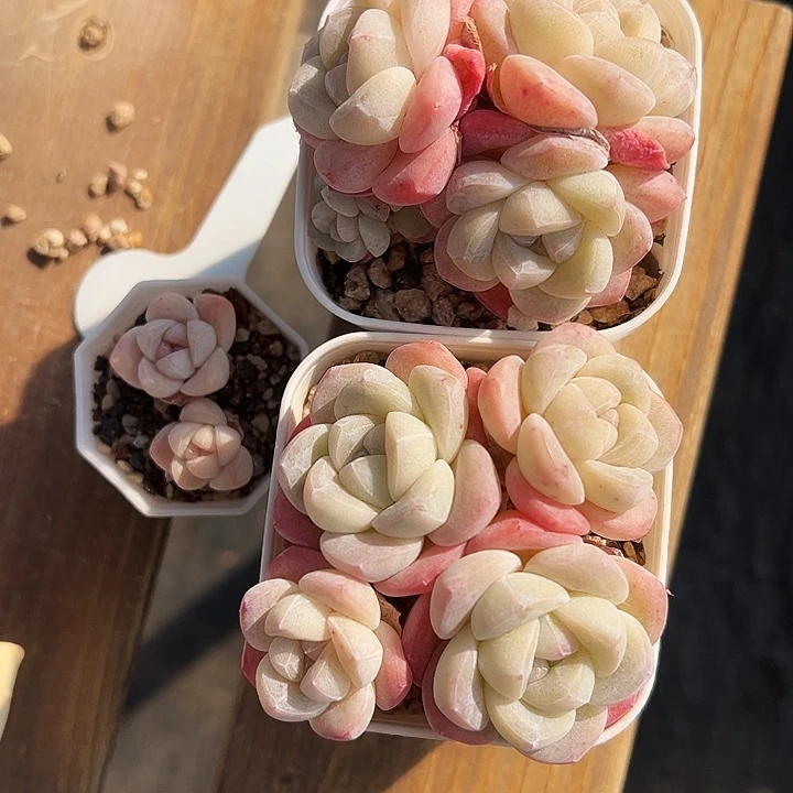 ?*橙多肉冰玉甜橙专拍多肉两颗