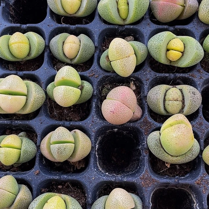 小金元宝1.5带土发