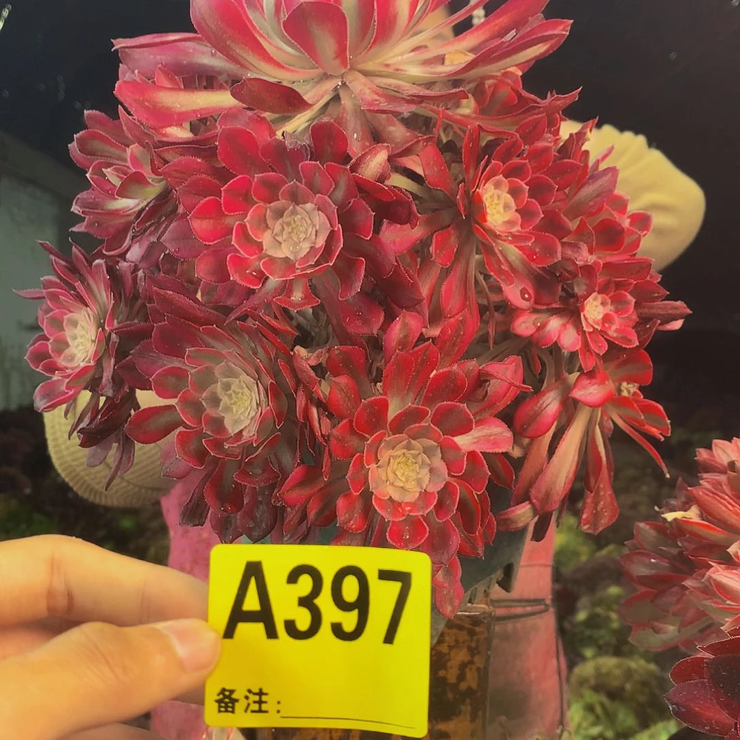 柒哥多肉法师不包侧断枝397
