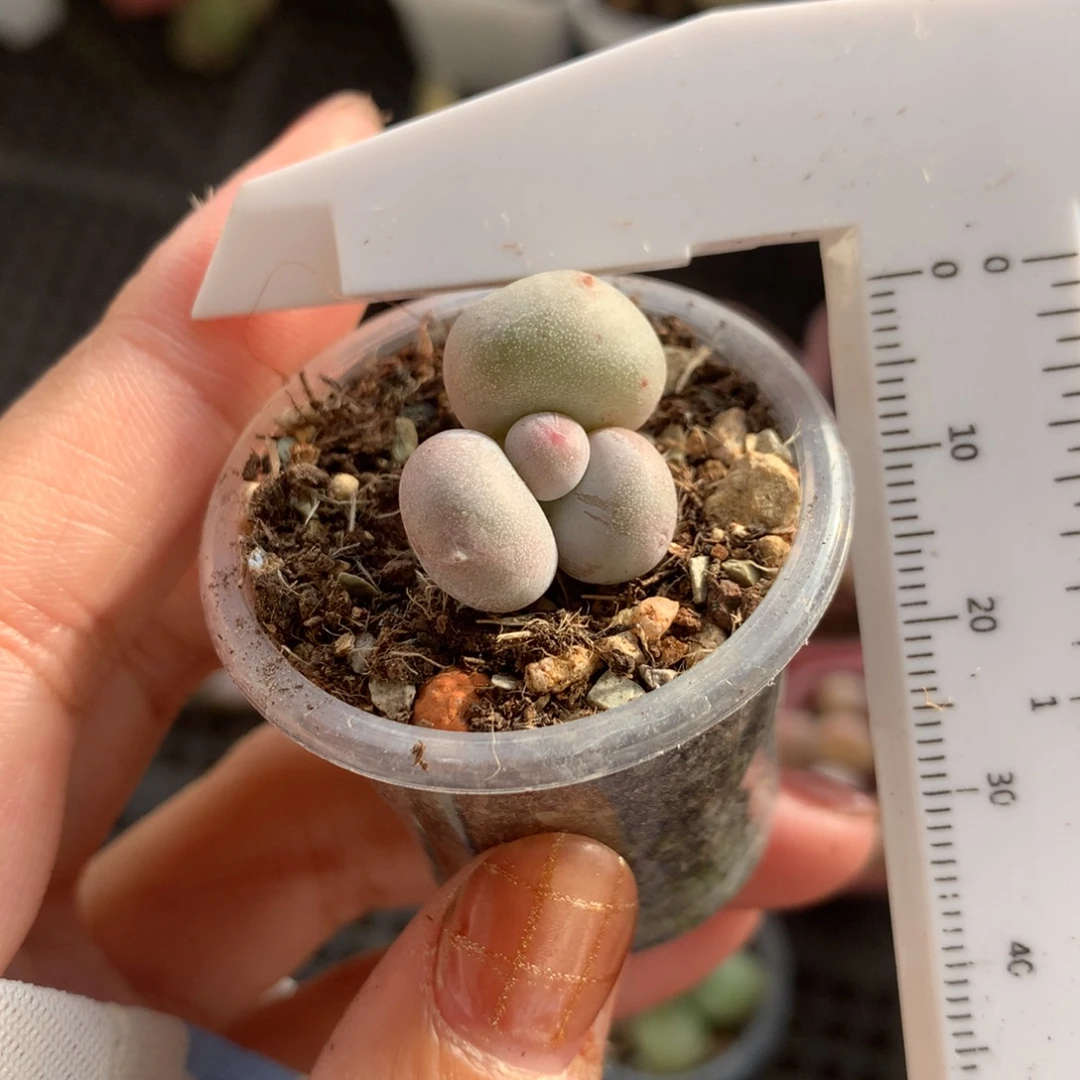 黄金鸡蛋大叶奶 不满28发到付，发一片叶，~