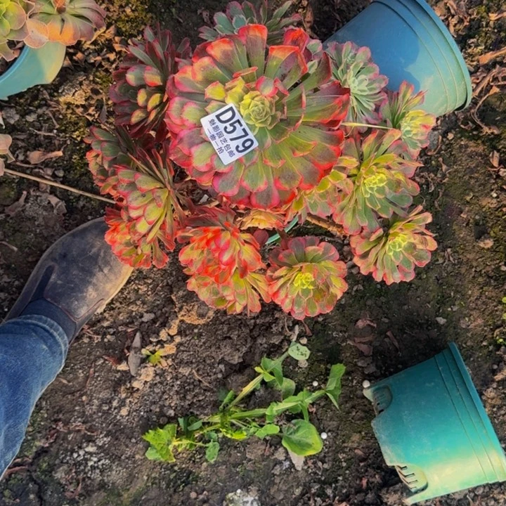 霁月花25-4包邮花花