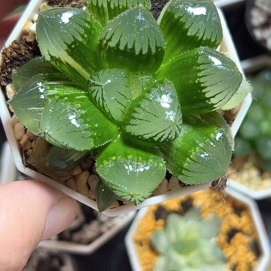 糯玉露锦十二卷多肉