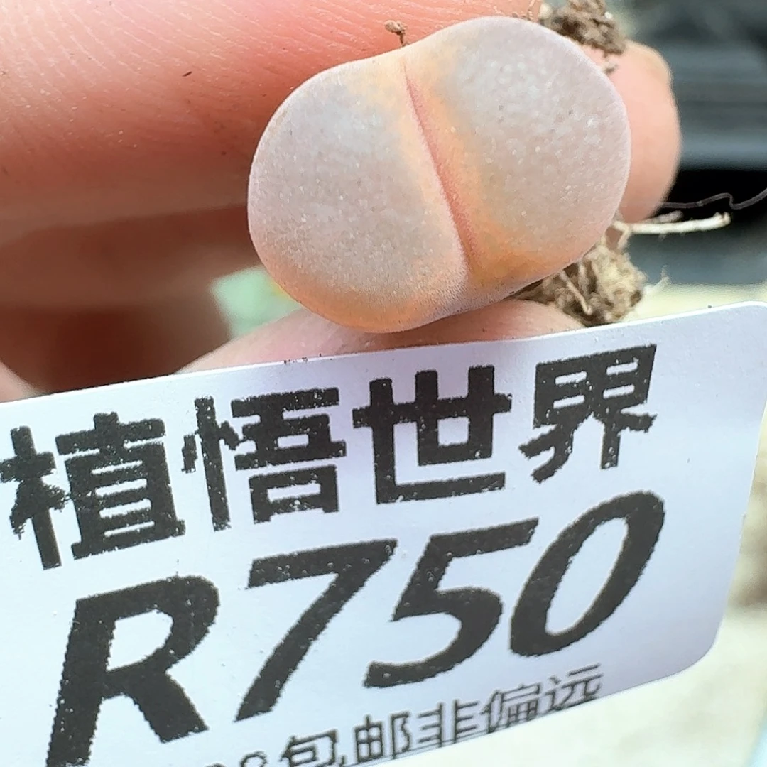 的润泽的润泽是发发