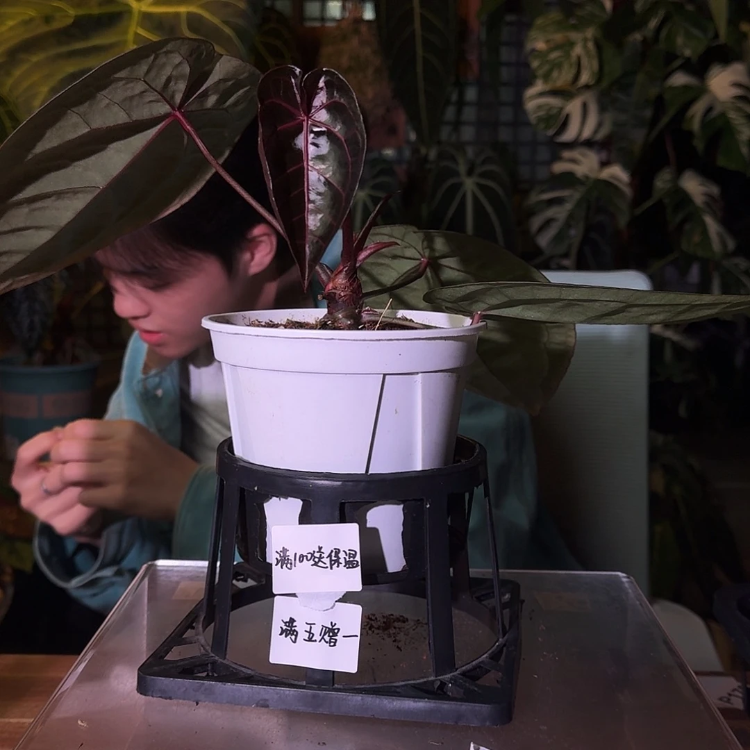 不开花植物B102紫水晶米歇尔