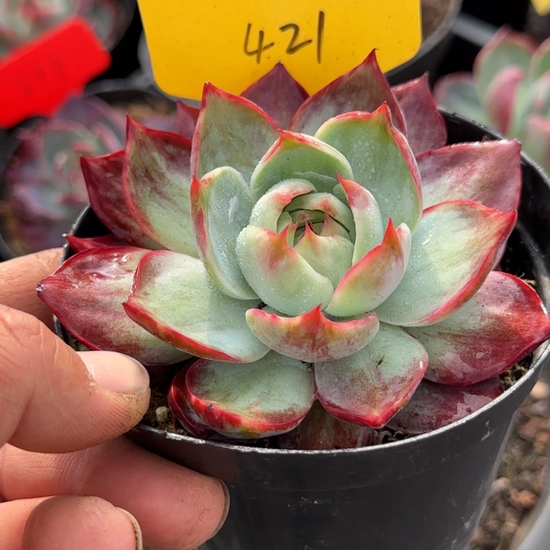 惊鸿一物一拍包装收缩花旱217