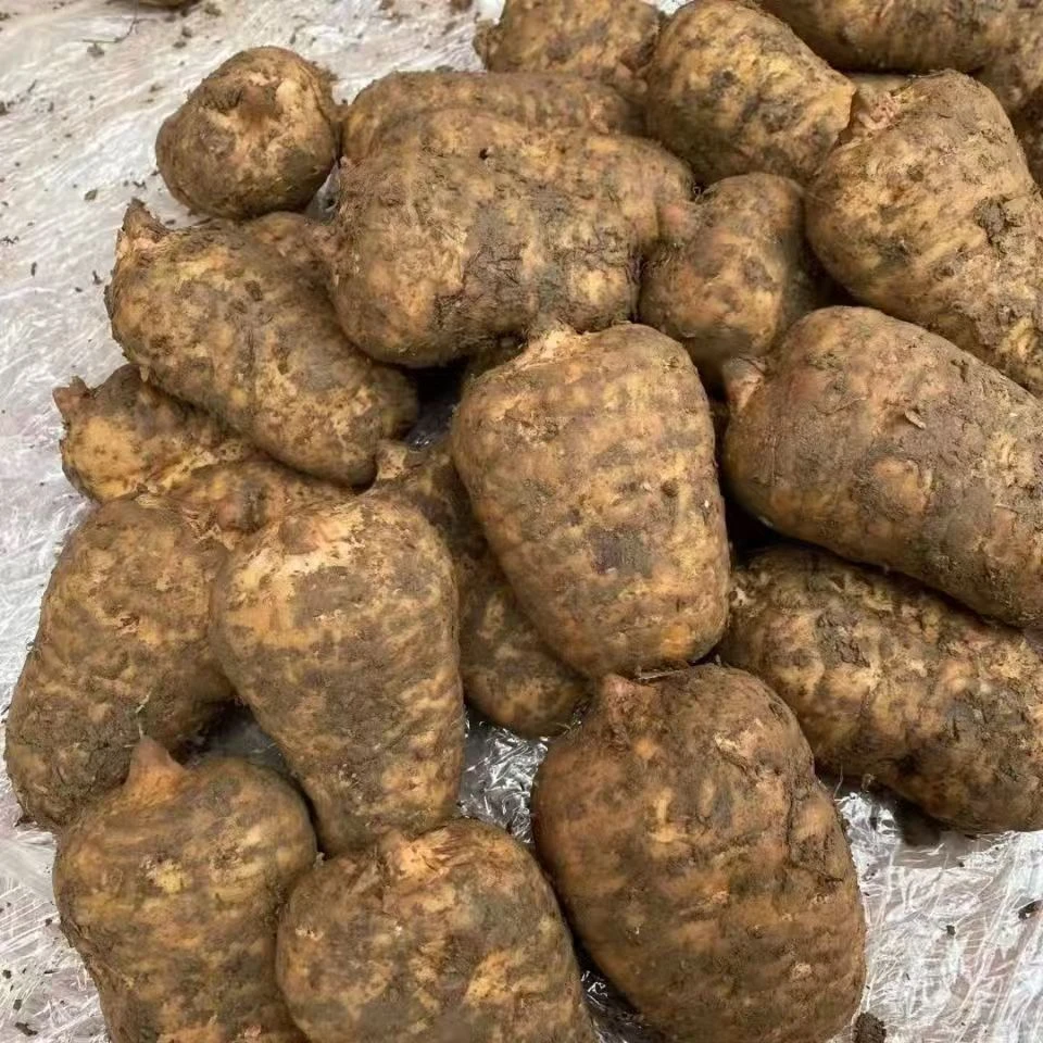 【星星专属推荐】云南昭通小草坝新鲜天麻带泥煲汤泡酒