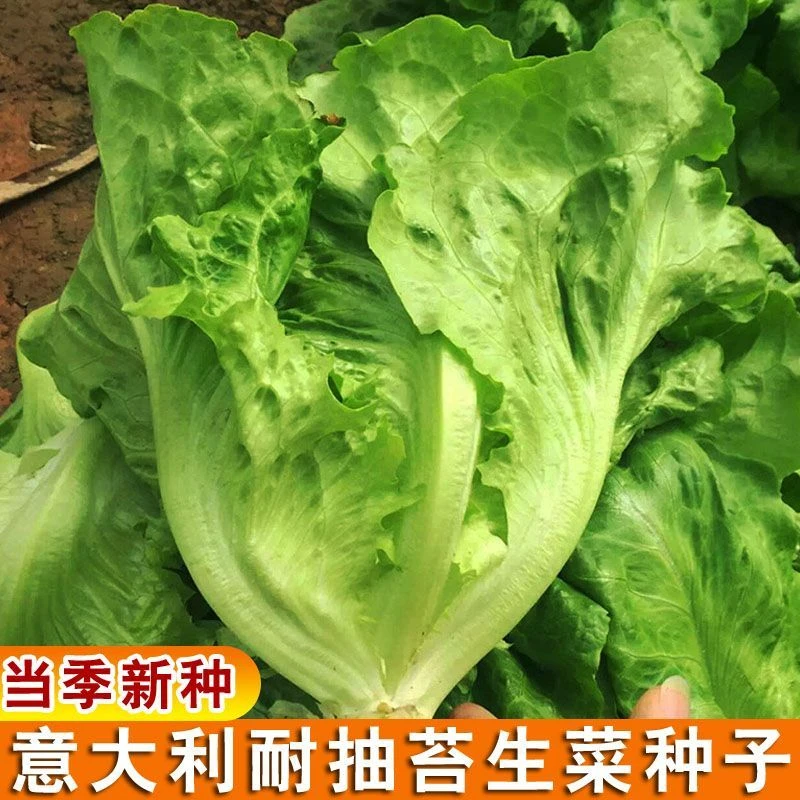 意大利耐抽苔生菜王种子种籽四季带土菜种孑籽种菜籽大全生菜种子