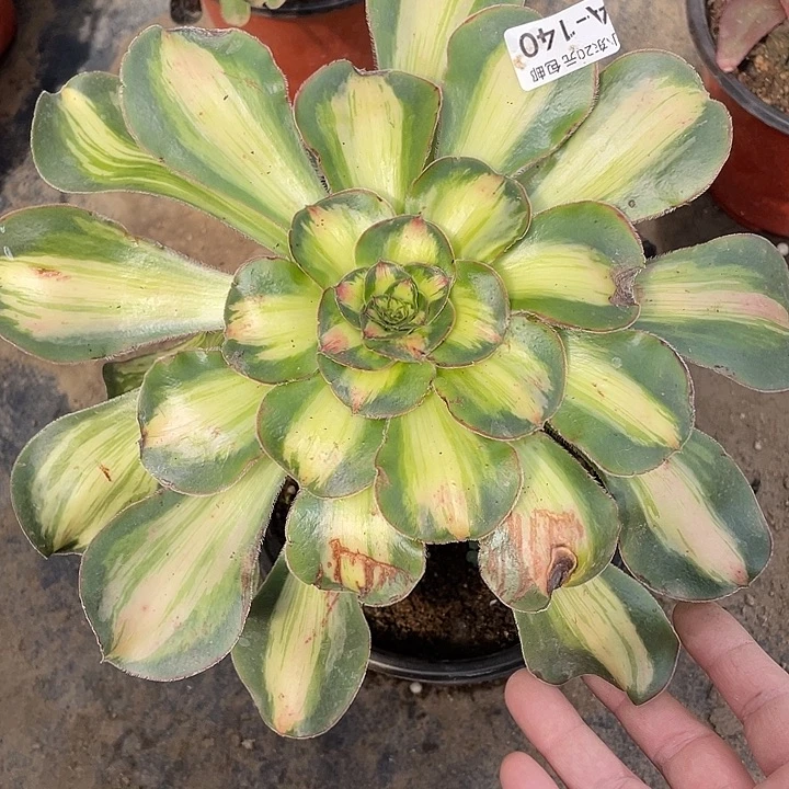 140暴君多肉植物法师