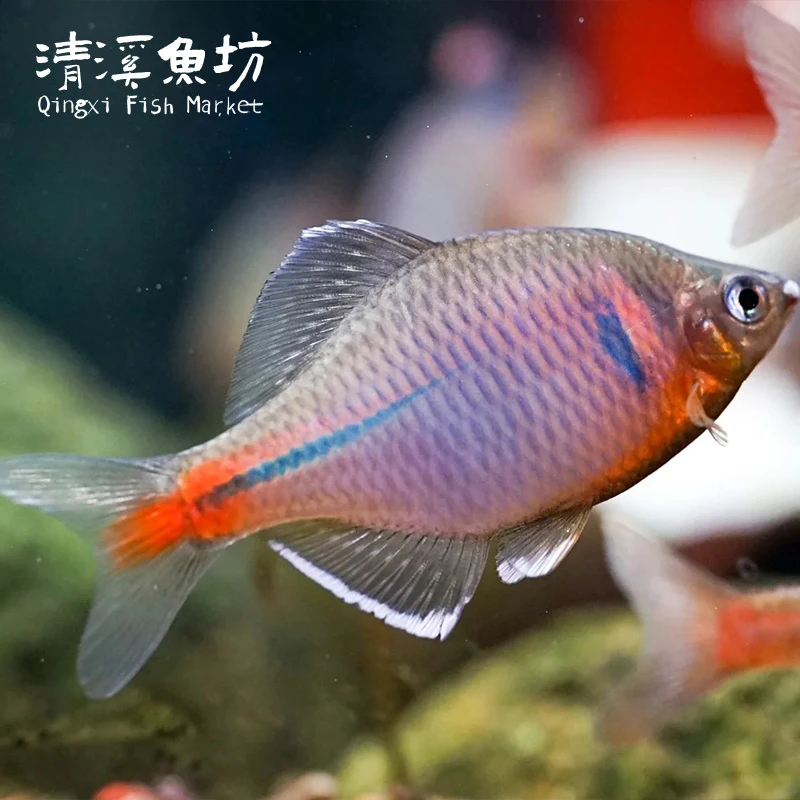 黄腹白边金丝鳑鲏鱼冷水原生鱼小型好养观赏群游鱼溪流缸广温鱼