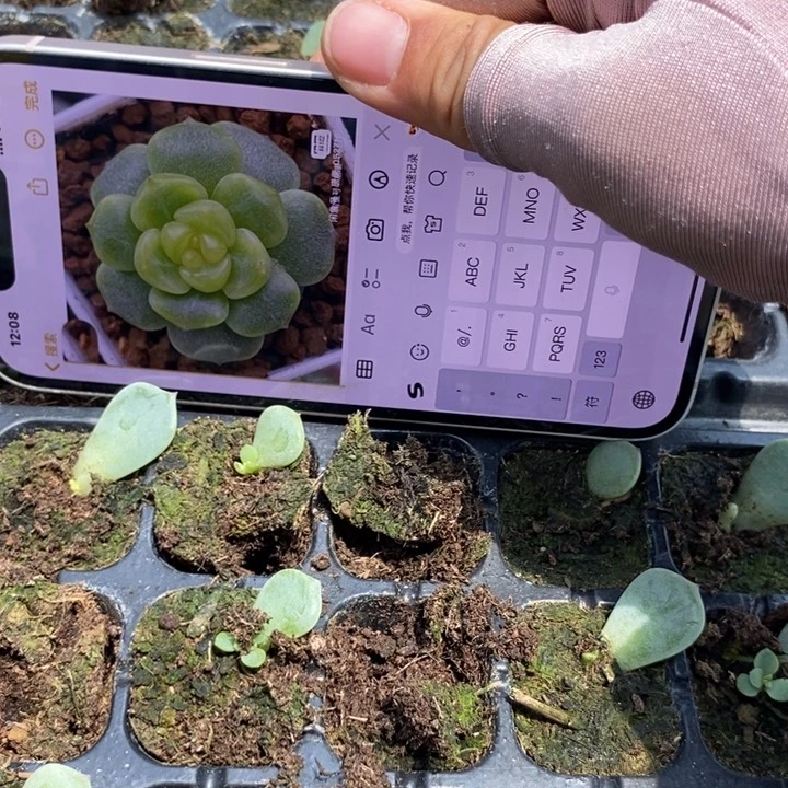 穴盘唐t4芽苗一个多肉