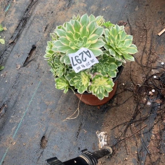 297海鲜法师不包断枝