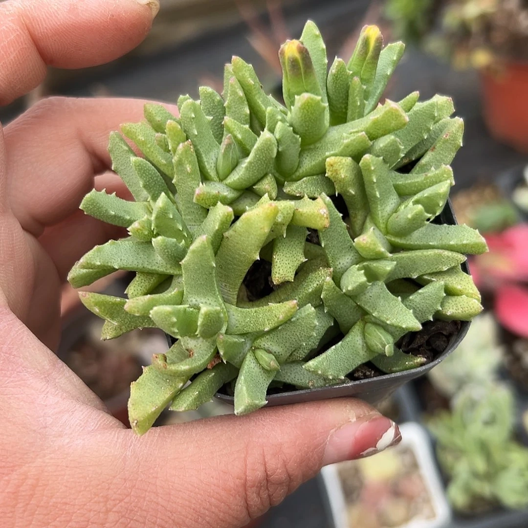 多肉植物芳香波开花