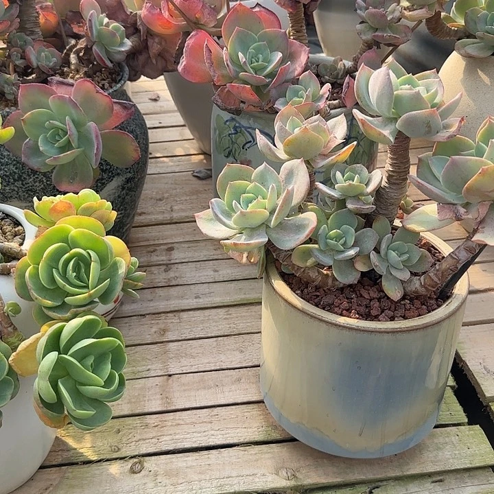 M**502不售后血凤脱土发货不退不换