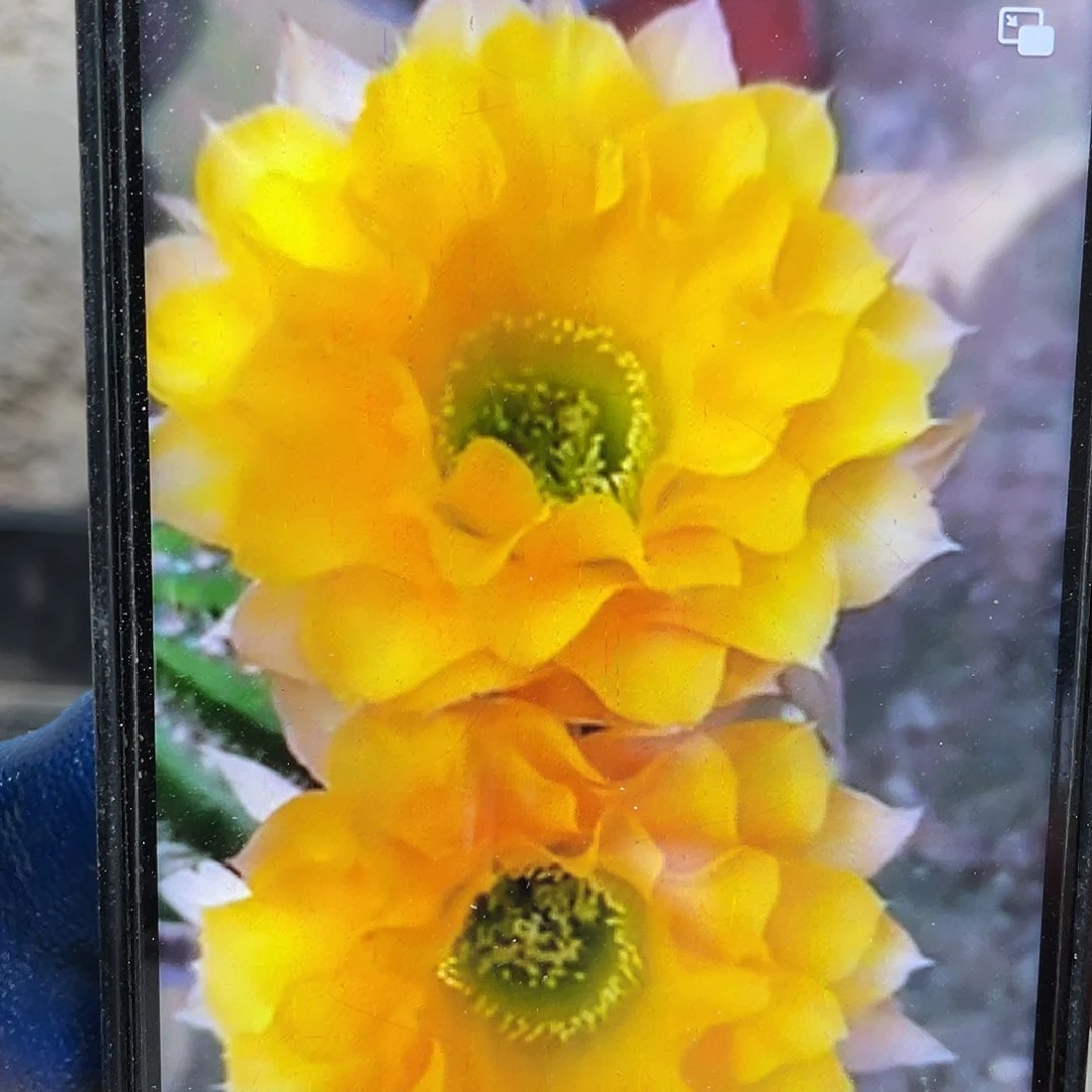 G11侧芽歪4公分以上满18包邮