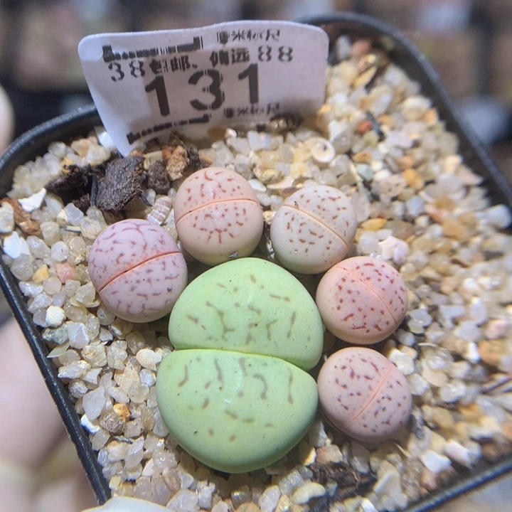 ?****?Zzz精品生石花131