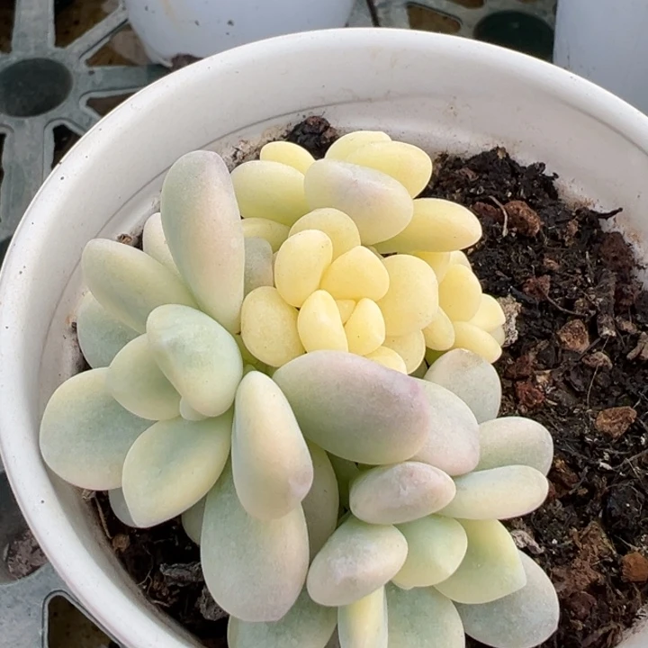 白洛神锦群生一物一拍锦龙
