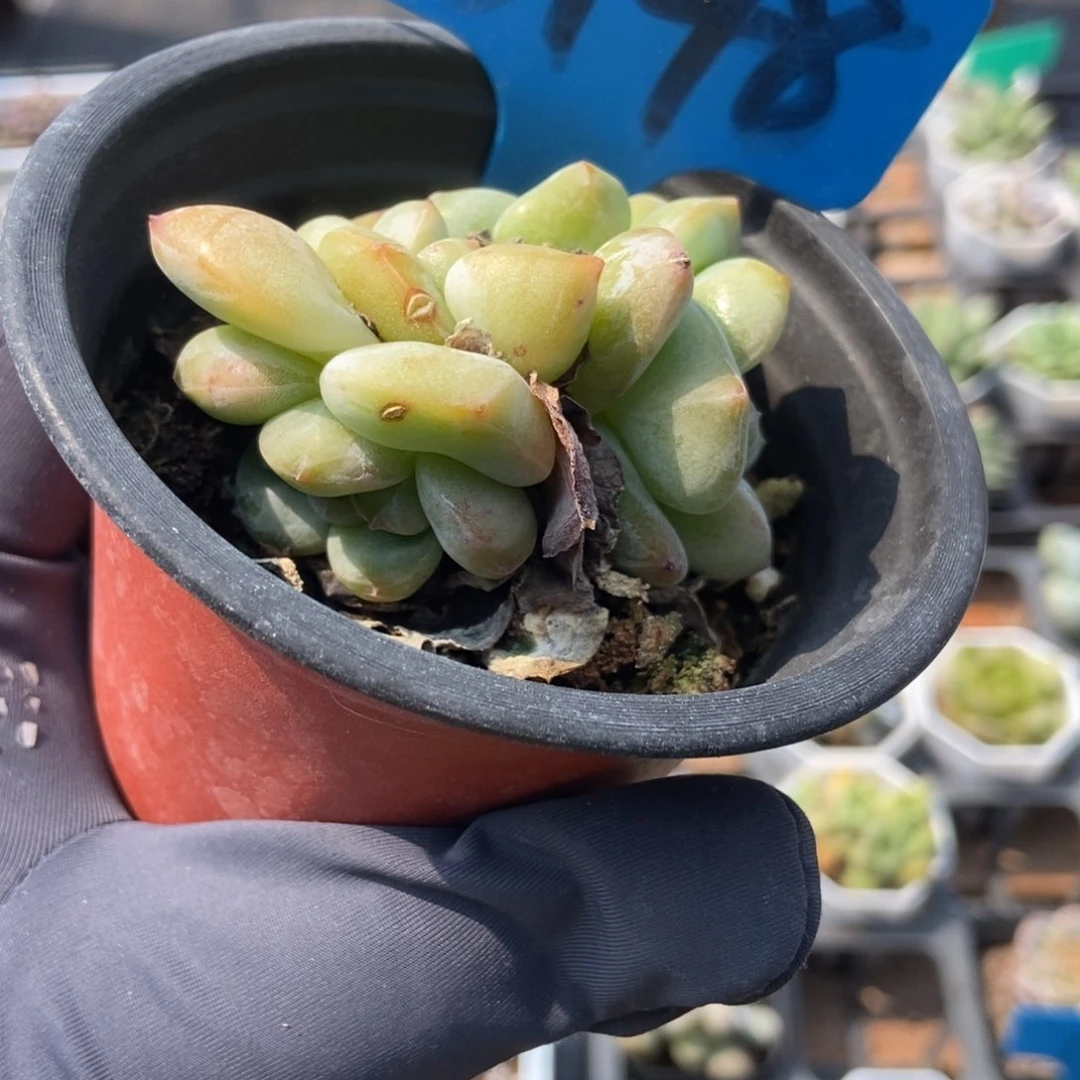 6148石榴籽多肉植物