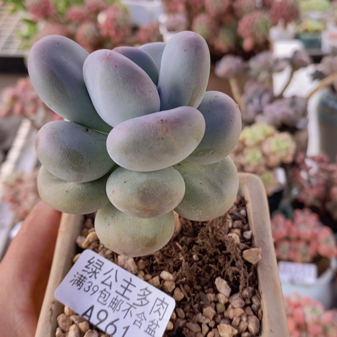 黄金大叶奶6cm961多肉植物