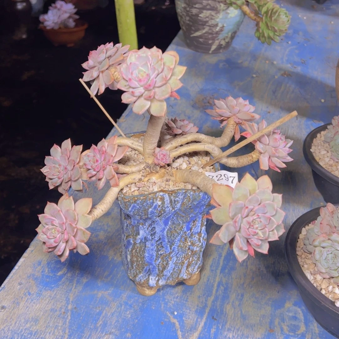 红粉家人7297多肉植物