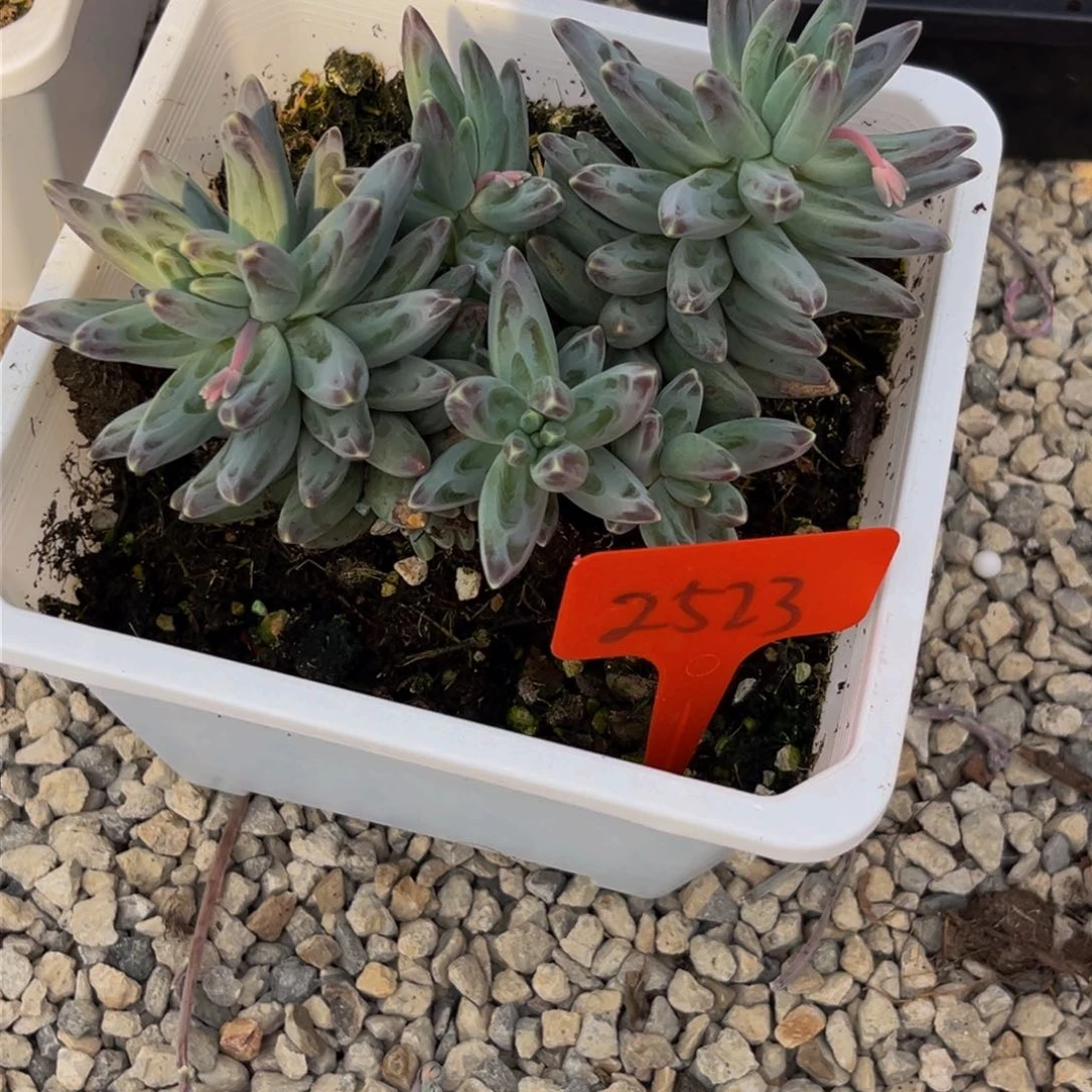 2523上午多肉植物群生