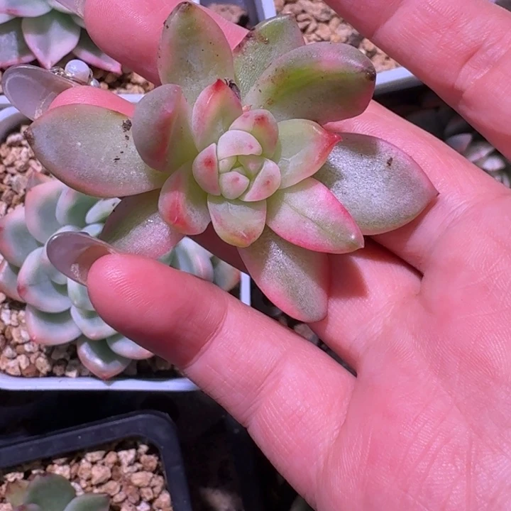 彩冰一物一拍好看