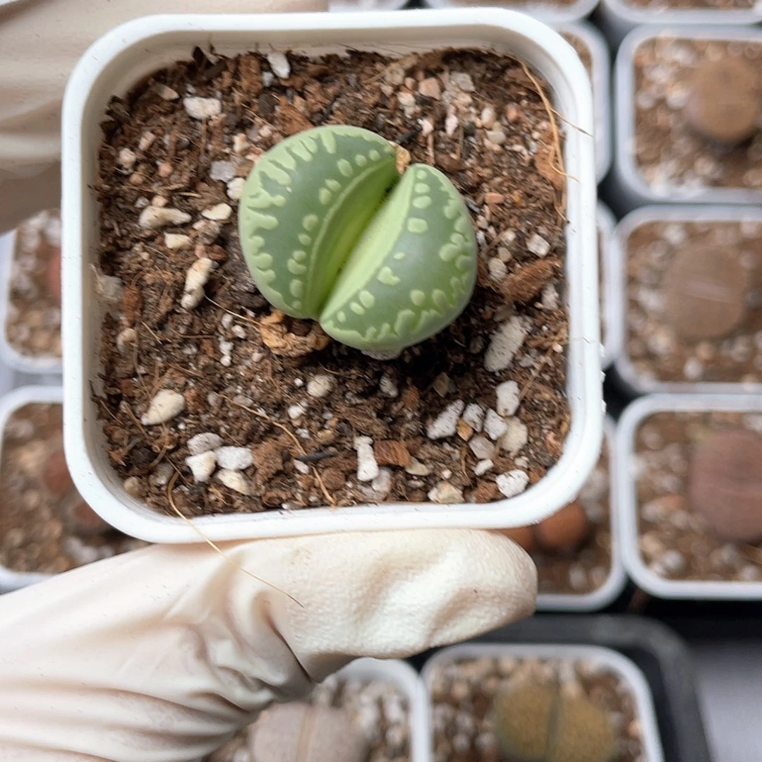 5818大棚清仓甩卖了