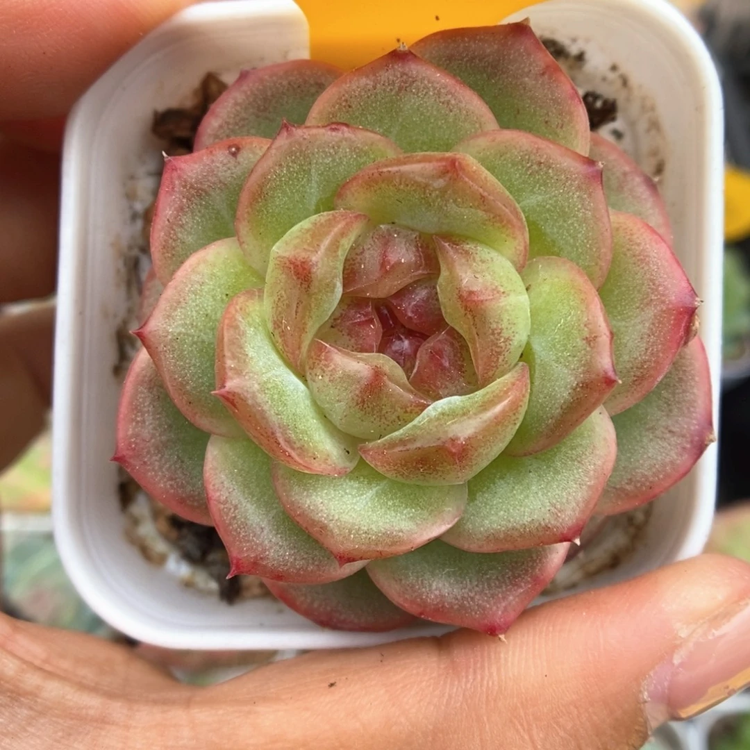 油透珍妮可拍944号。