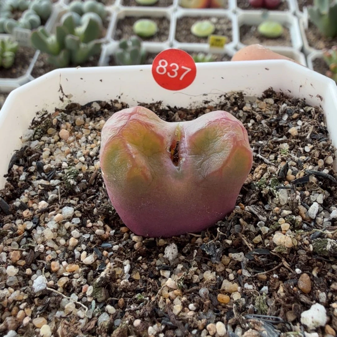 丁***加带盆发货。