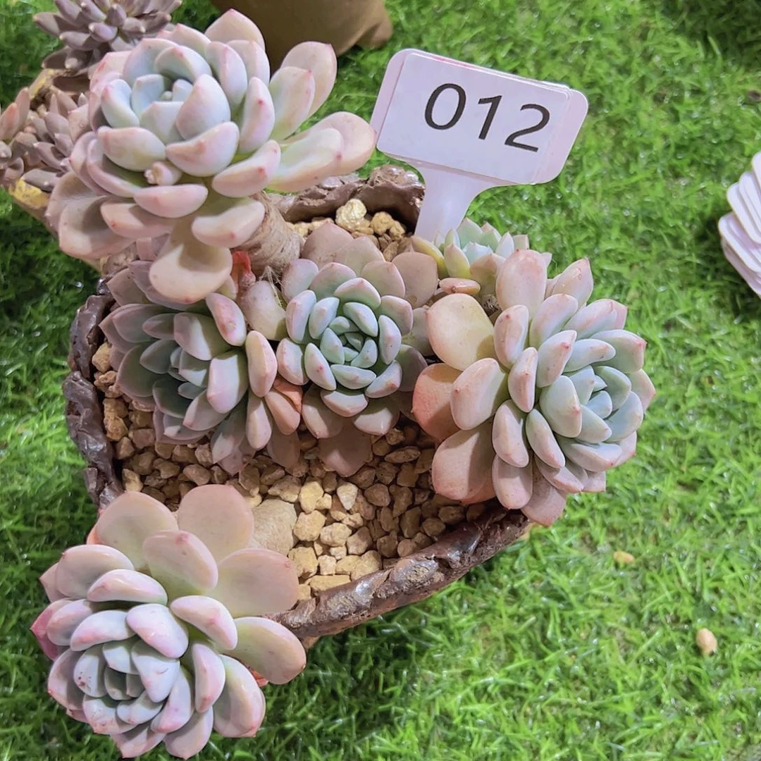 A**y012白鹭25元元元