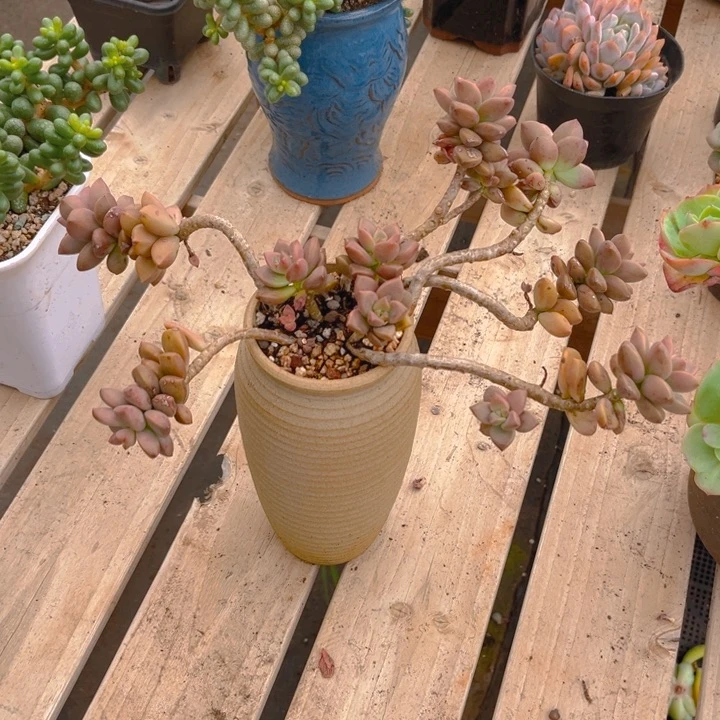 姬胧月多肉植物336