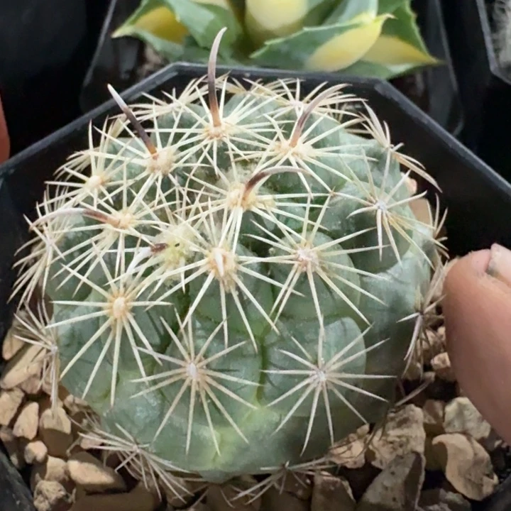 凤舞实生仙人球