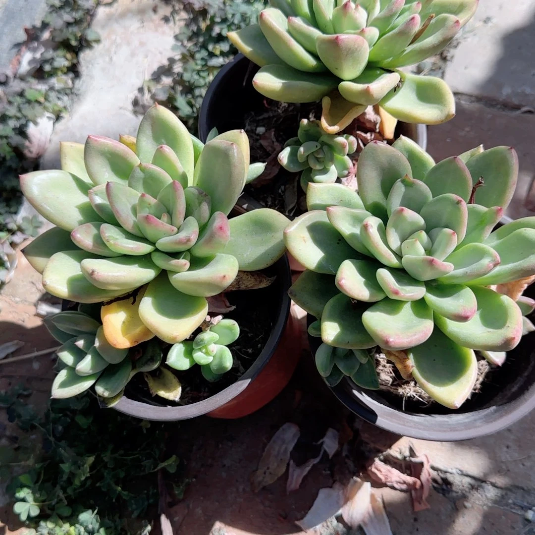 无花朵奶油鳄梨单头特价多肉