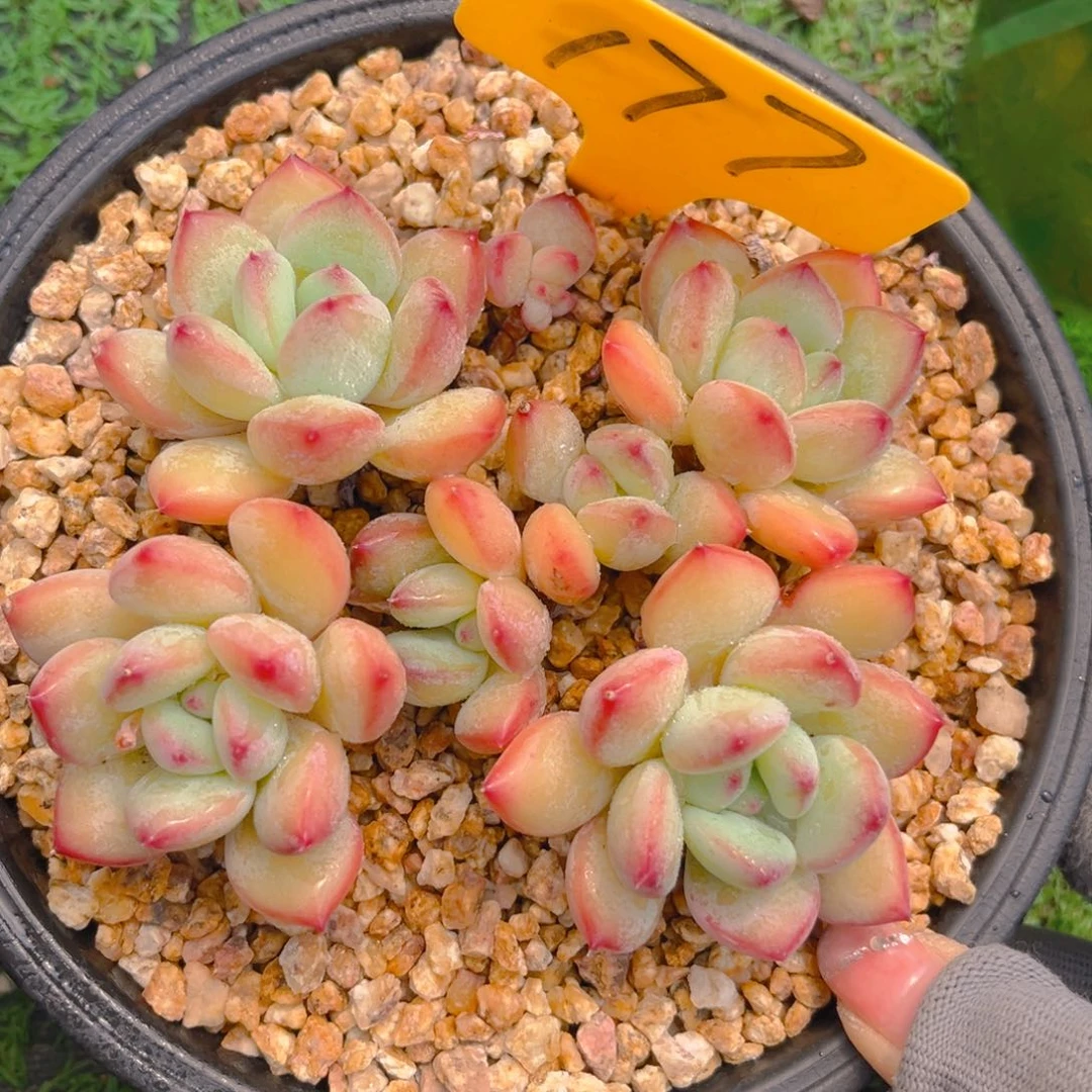 蜜糖美人88tu tu tu tu tu tu