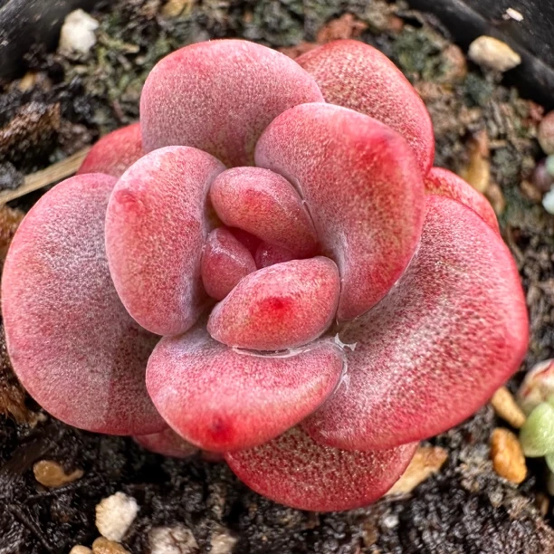 美肉创造社直播一物一拍2号链接