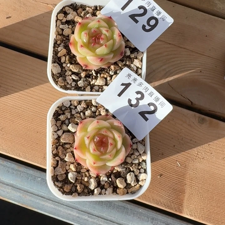 饭***位金辉  开播福利多肉植物