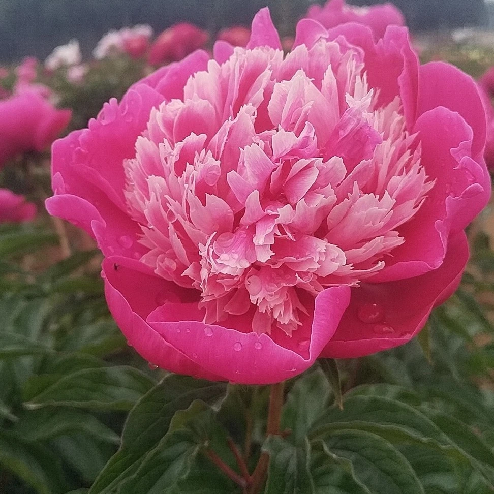 芍药紫玉莲，预售先发肥料秋季裸根发苗